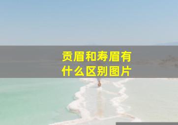 贡眉和寿眉有什么区别图片