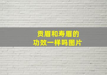 贡眉和寿眉的功效一样吗图片