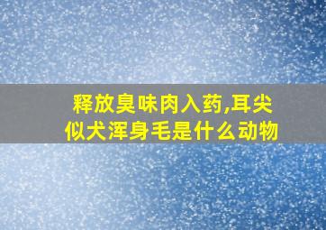 释放臭味肉入药,耳尖似犬浑身毛是什么动物