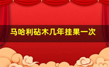 马哈利砧木几年挂果一次