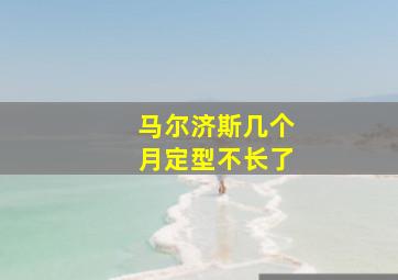 马尔济斯几个月定型不长了