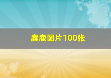 麋鹿图片100张